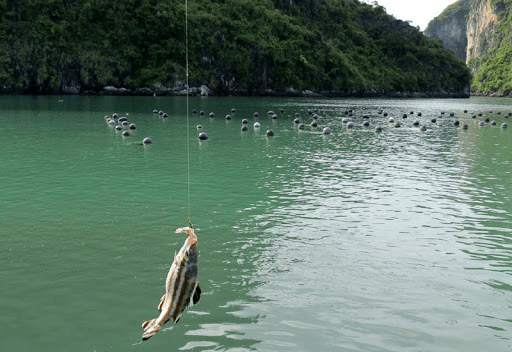 The best season for fishing in Cat Ba is from March to October