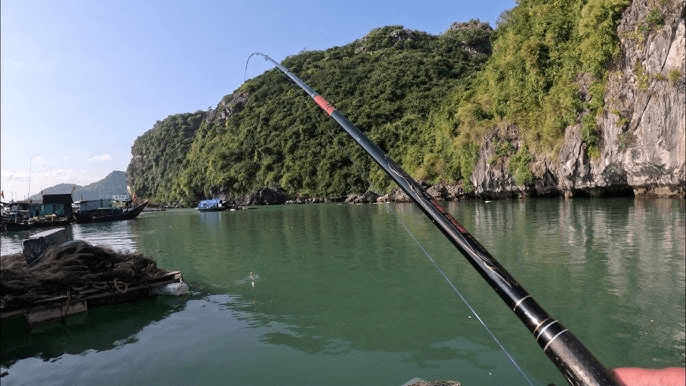 The Rich Marine Biodiversity of Cat Ba Waters