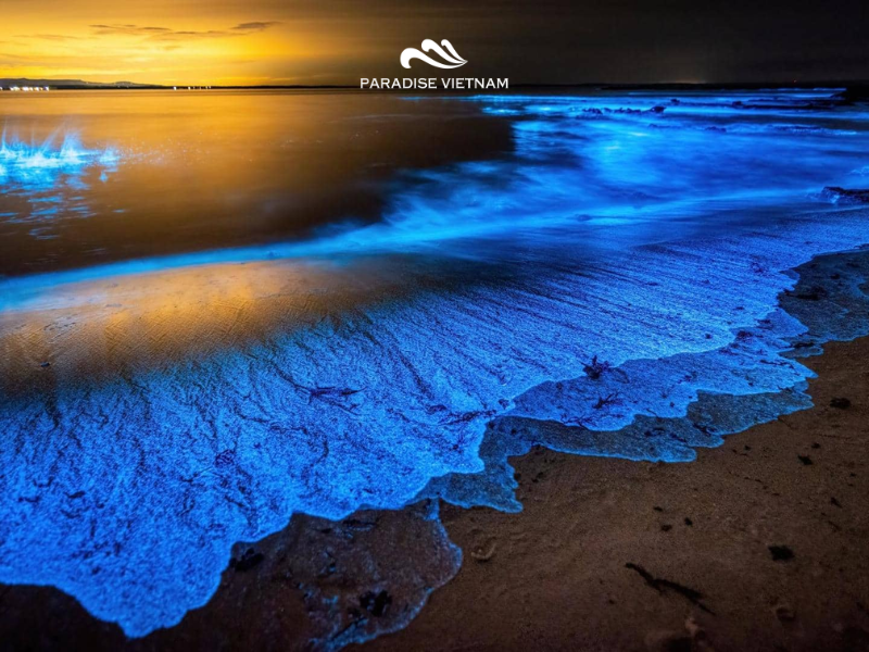 Ha Long Bay bioluminescence is a natural marine glow caused by bioluminescent plankton