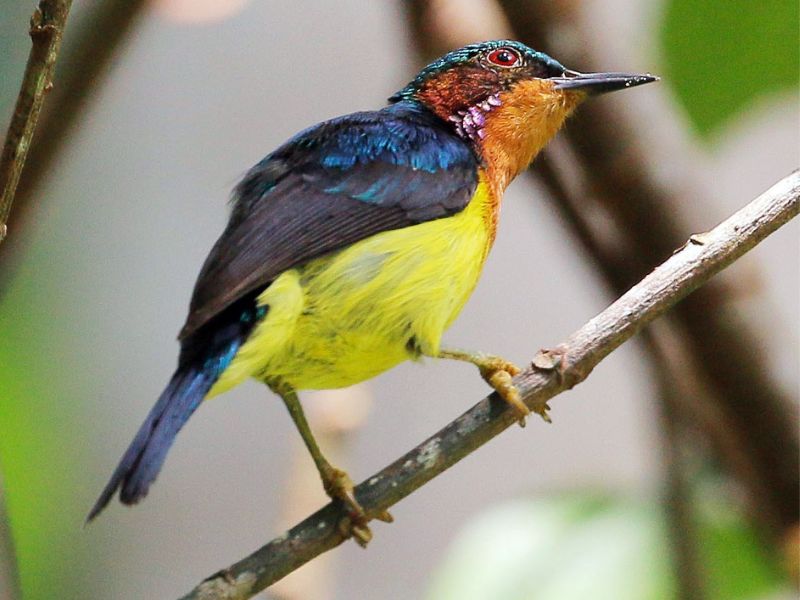 Birdwatching to spot rare and endemic bird species in National Park Cat Ba